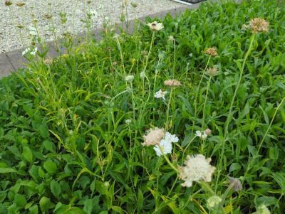Bild von /bilder/bluehapp/thumb/scacpa_Scabiosa_caucasica___Perfecta_Alba___P-6261055001_T-b_Y-24_K-32_47292_aktiv_.jpg