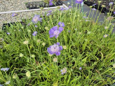 Bild von /bilder/bluehapp/thumb/scacpe_Scabiosa_caucasica___Perfecta___P-6261050001_T-b_Y-25_K-26_26722.jpg