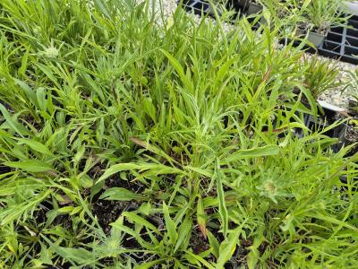 Bild von /bilder/bluehapp/thumb/scacpe_Scabiosa_caucasica___Perfecta___P-6261050001_T-k_Y-25_K-22_20330.jpg