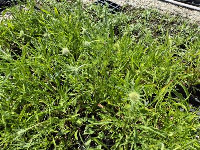 Bild von /bilder/bluehapp/thumb/scacpe_Scabiosa_caucasica___Perfecta___P-6261050001_T-k_Y-25_K-23_80011.jpg