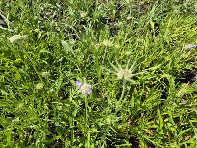 Bild von /bilder/bluehapp/thumb/scacpe_Scabiosa_caucasica___Perfecta___P-6261050001_T-k_Y-25_K-24_47195.jpg