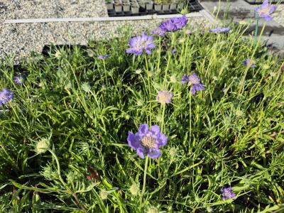 Bild von /bilder/bluehapp/thumb/scacpe_Scabiosa_caucasica___Perfecta___P-6261050001_T-k_Y-25_K-25_80176.jpg