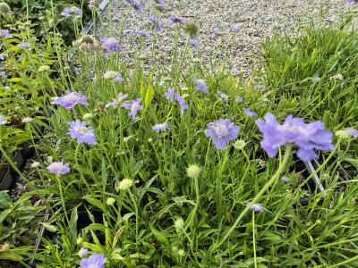 Bild von /bilder/bluehapp/thumb/scacst_Scabiosa_caucasica___Stäfa___P-6261060001_T-b_Y-25_K-26_13048.jpg