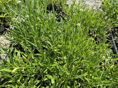 Bild von /bilder/bluehapp/thumb/scacst_Scabiosa_caucasica___Stäfa___P-6261060001_T-k_Y-25_K-23_45800.jpg