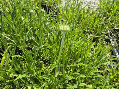 Bild von /bilder/bluehapp/thumb/scacst_Scabiosa_caucasica___Stäfa___P-6261060001_T-k_Y-25_K-24_65709.jpg