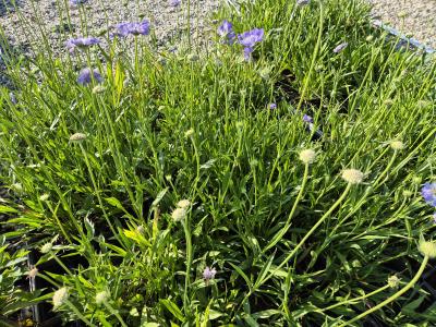 Bild von /bilder/bluehapp/thumb/scacst_Scabiosa_caucasica___Stäfa___P-6261060001_T-k_Y-25_K-25_26743.jpg