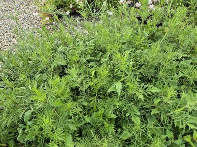 Bild von /bilder/bluehapp/thumb/scao_Scabiosa_ochroleuca_UG05_P-6262500001_T-k_Y-25_K-26_19858.jpg