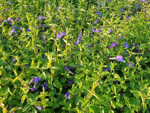 Bild von /bilder/bluehapp/thumb/scus_Scutellaria_scordiifolia_P-6365000001_T-b_Y-21_K-36_91148_aktiv_.jpg