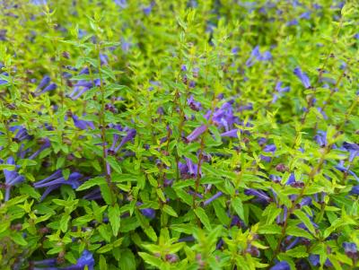 Bild von /bilder/bluehapp/thumb/scus_Scutellaria_scordiifolia_P-6365000001_T-b_Y-22_K-23_14552_aktiv_.jpg