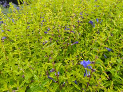 Bild von /bilder/bluehapp/thumb/scus_Scutellaria_scordiifolia_P-6365000001_T-k_Y-22_K-22_97314_aktiv_.jpg