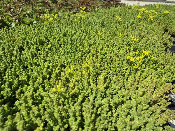 Bild von /bilder/bluehapp/thumb/seda_Sedum_acre_P-6381000001_T-k_Y-26_K-25_30577.jpg