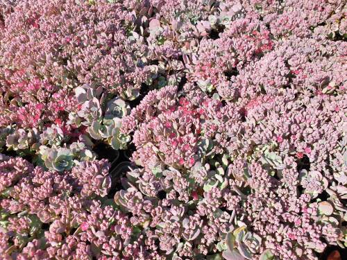 Bild von /bilder/bluehapp/thumb/sedc_Sedum_cauticolum_P-6382400001_T-b_Y-21_K-36_22340_aktiv_.jpg