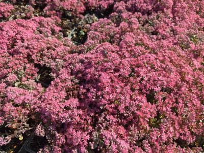 Bild von /bilder/bluehapp/thumb/sedc_Sedum_cauticolum_P-6382400001_T-b_Y-23_K-38_62889_aktiv_.jpg