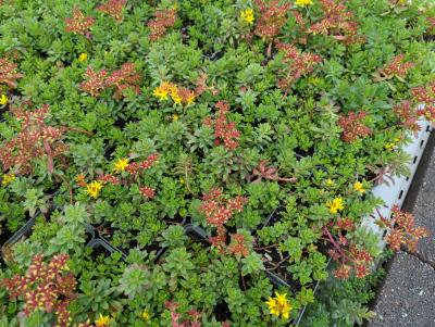 Bild von sedfwg_Sedum_floriferum___Weihensteph__Gold_P-6383915001_T-b_Y-23_K-25_76280_aktiv_.jpg