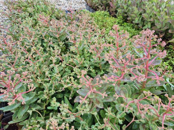 Bild von /bilder/bluehapp/thumb/sedhaby_Sedum_x_cult____Abygale_____P-6388406001_T-k_Y-26_K-28_69060.jpg