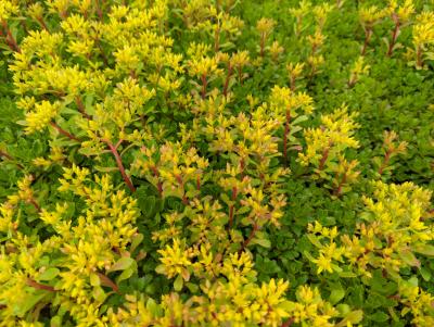 Bild von /bilder/bluehapp/thumb/sedhim_Sedum_hybridum___Immergrünchen___P-6384810001_T-b_Y-22_K-21_60072_aktiv_.jpg