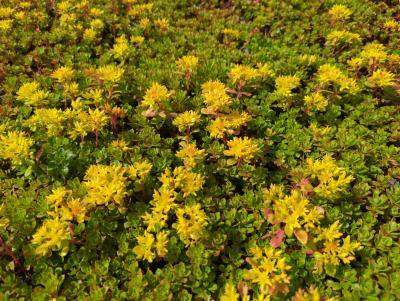 Bild von /bilder/bluehapp/thumb/sedhim_Sedum_hybridum___Immergrünchen___P-6384810001_T-b_Y-23_K-22_98397_aktiv_.jpg