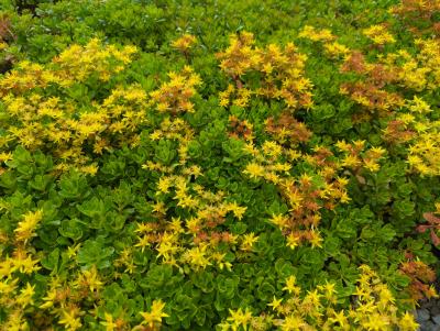 Bild von /bilder/bluehapp/thumb/sedhim_Sedum_hybridum___Immergrünchen___P-6384810001_T-b_Y-24_K-23_75132_aktiv_.jpg