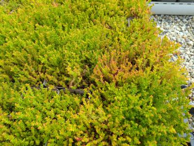 Bild von /bilder/bluehapp/thumb/seds_Sedum_sexangulare_P-6386900001_T-b_Y-24_K-23_29718_aktiv_.jpg