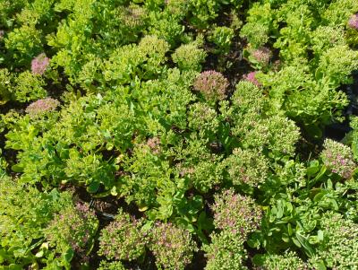 Bild von /bilder/bluehapp/thumb/sedsca_Sedum_spectabile___Carmen___P-6387815001_T-k_Y-23_K-36_89257_aktiv_.jpg