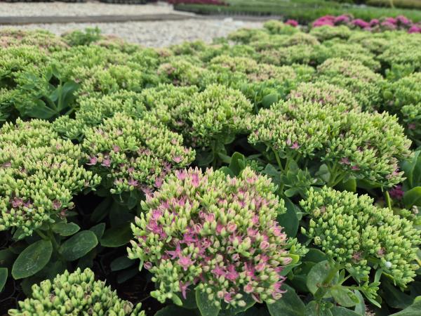 Bild von /bilder/bluehapp/thumb/sedsca_Sedum_spectabile___Carmen___P-6387815001_T-k_Y-26_K-37_69546.jpg
