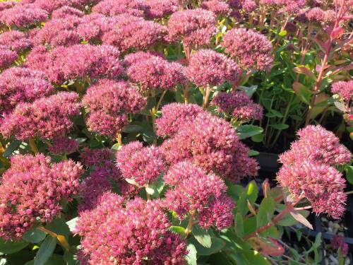 Bild von /bilder/bluehapp/thumb/sedscar_Sedum_spectabile___Carl_____P-6387813001_T-b_Y-21_K-36_31105_aktiv_.jpg