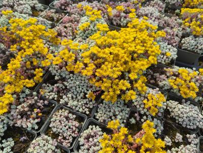 Bild von /bilder/bluehapp/thumb/sedscb_Sedum_spatulifolium___Cape_Blanco___P-6387510001_T-b_Y-22_K-23_60838_aktiv_.jpg