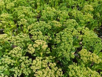 Bild von sedthe_Sedum_telephium___Herbstfreude______P-6388410001_T-k_Y-23_K-31_32134_aktiv_.jpg