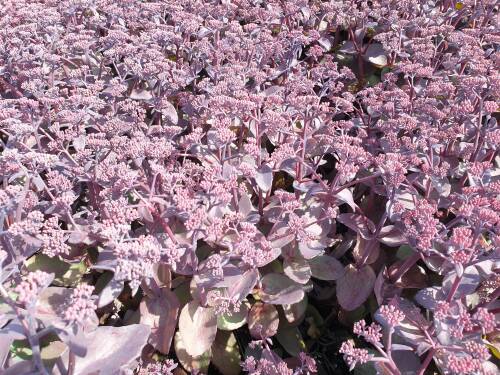 Bild von /bilder/bluehapp/thumb/sedtka_Sedum_telephium___Karfunkelstein______P-6388412001_T-k_Y-21_K-30_32515_aktiv_.jpg