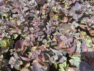 Bild von /bilder/bluehapp/thumb/sedtka_Sedum_telephium___Karfunkelstein______P-6388412001_T-k_Y-22_K-25_12898_aktiv_.jpg