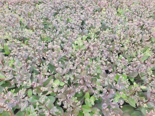 Bild von /bilder/bluehapp/thumb/sedtma_Sedum_telephium___Matrona______P-6388415001_T-k_Y-21_K-28_76274_aktiv_.jpg