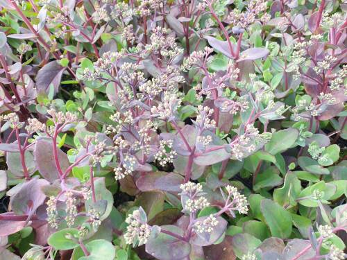 Bild von /bilder/bluehapp/thumb/sedtma_Sedum_telephium___Matrona______P-6388415001_T-k_Y-21_K-30_29197_aktiv_.jpg