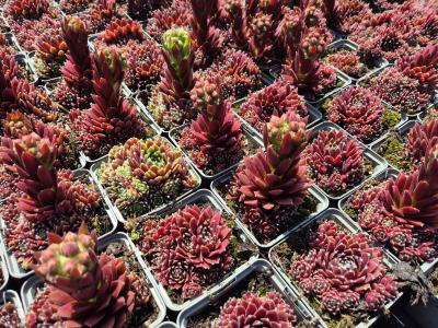 Bild von /bilder/bluehapp/thumb/semhsi_Sempervivum_x_cult____Silberkarneol___P-6465563001_T-k_Y-25_K-24_48337.jpg