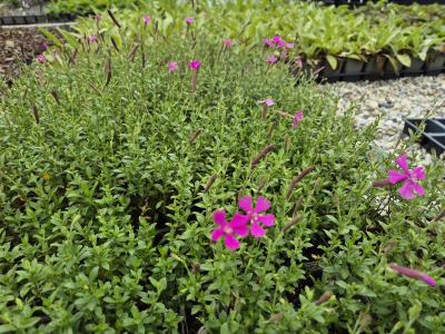 Bild von Silene schafta Splendens