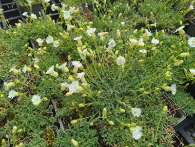 Bild von /bilder/bluehapp/thumb/siluwe_Silene_uniflora___Weißkehlchen___P-6522510001_T-b_Y-24_K-19_23185_aktiv_.jpg
