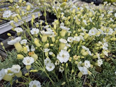 Bild von /bilder/bluehapp/thumb/siluwe_Silene_uniflora___Weißkehlchen___P-6522510001_T-b_Y-25_K-21_83569.jpg