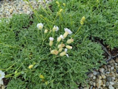 Bild von /bilder/bluehapp/thumb/siluwe_Silene_uniflora___Weißkehlchen___P-6522510001_T-k_Y-24_K-21_34176_aktiv_.jpg