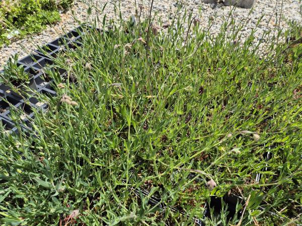 Bild von /bilder/bluehapp/thumb/silv_Silene_vulgaris_UGNB_P-6524500001_T-k_Y-26_K-23_63855.jpg