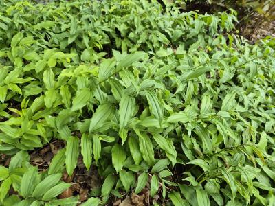 Bild von /bilder/bluehapp/thumb/smij_Smilacina_japonica_P-6600500001_T-k_Y-25_K-20_87532.jpg