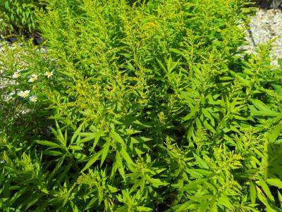 Bild von /bilder/bluehapp/thumb/solhst_Solidago_x_cult____Strahlenkrone___P-6643050001_T-k_Y-22_K-24_10031_aktiv_.jpg