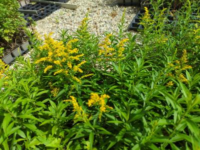 Bild von /bilder/bluehapp/thumb/solhst_Solidago_x_cult____Strahlenkrone___P-6643050001_T-k_Y-23_K-30_92428_aktiv_.jpg