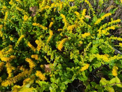 Bild von /bilder/bluehapp/thumb/solsgf_Solidago_sphacelata___Golden_Fleece___P-6644300001_T-b_Y-22_K-40_57099_aktiv_.jpg