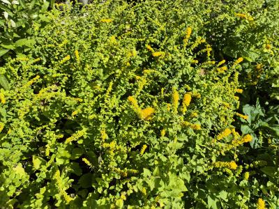 Bild von /bilder/bluehapp/thumb/solsgf_Solidago_sphacelata___Golden_Fleece___P-6644300001_T-b_Y-25_K-36_95128.jpg
