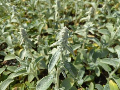 Bild von /bilder/bluehapp/thumb/stabsc_Stachys_byzantina___Silver_Carpet___P-6681010001_T-k_Y-22_K-25_45019_aktiv_.jpg