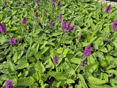 Bild von /bilder/bluehapp/thumb/stamhu_Betonica_hirsuta___Hummelo_____P-6682250001_T-k_Y-25_K-26_32242.jpg