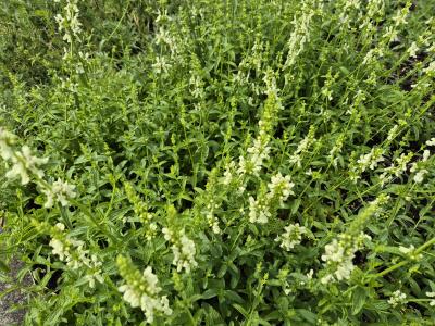 Bild von /bilder/bluehapp/thumb/star_Stachys_recta_UG11_P-6682700001_T-b_Y-25_K-26_69647.jpg