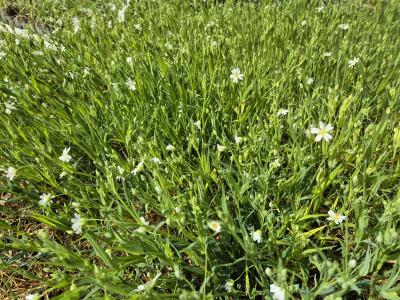Bild von /bilder/bluehapp/thumb/steh_Stellaria_holostea_UGNB_P-6693000001_T-b_Y-25_K-16_94892.jpg