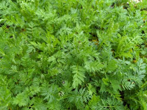 Bild von /bilder/bluehapp/thumb/tancrr_Tanacetum_coccineum___Robinsons_Rosa_P-6772545001_T-k_Y-22_K-18_29991_aktiv_.jpg