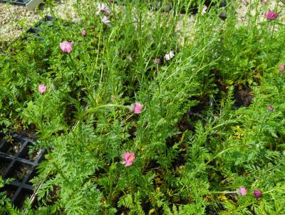 Bild von /bilder/bluehapp/thumb/tancrr_Tanacetum_coccineum___Robinsons_Rosa_P-6772545001_T-k_Y-23_K-21_19159_aktiv_.jpg