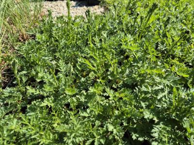 Bild von /bilder/bluehapp/thumb/tancrr_Tanacetum_coccineum___Robinsons_Rosa_P-6772545001_T-k_Y-25_K-18_64351.jpg